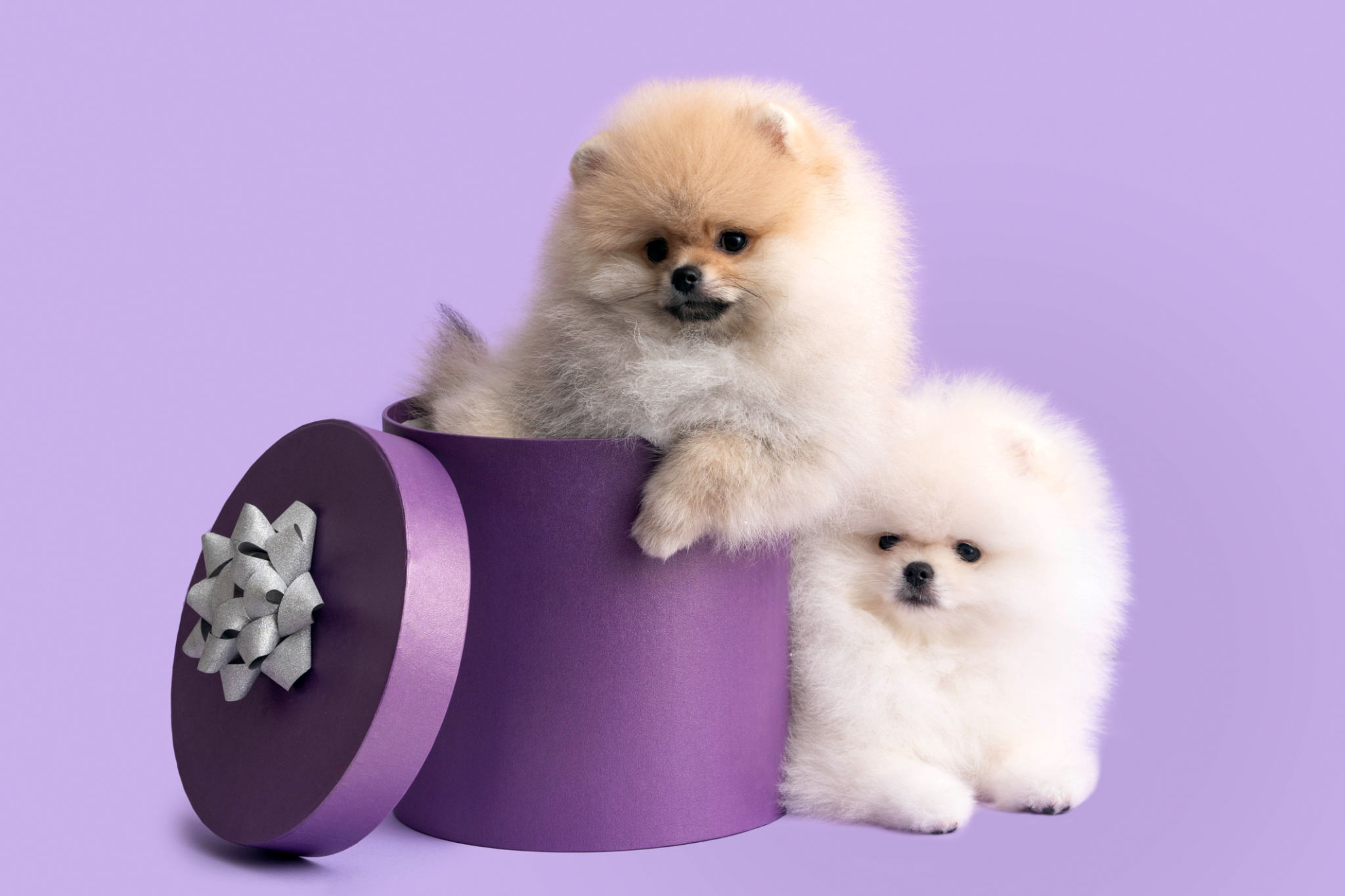 Twee spitspuppy's op een lila achtergrond met een paarse geschenkdoos Twee spitspuppy's op een lila achtergrond met een paarse geschenkdoos