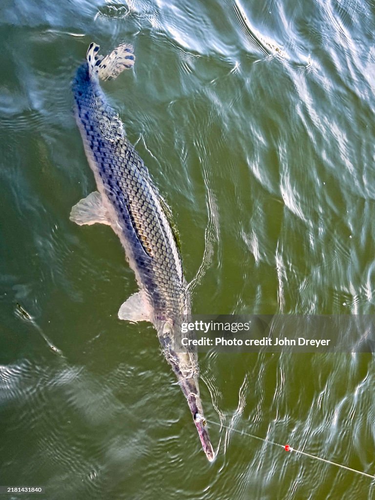 Longnose Gar