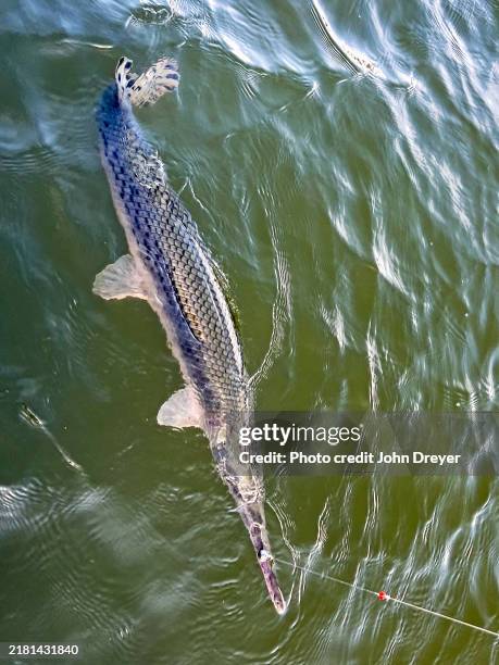 Longnose Gar, Stock-Foto