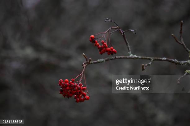 Rowan berries appear on branches without leaves in Linkoping, Sweden, on October 31, 2024.