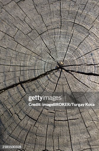 Cut tree stump surface as a background texture Cut tree stump surface as a background texture