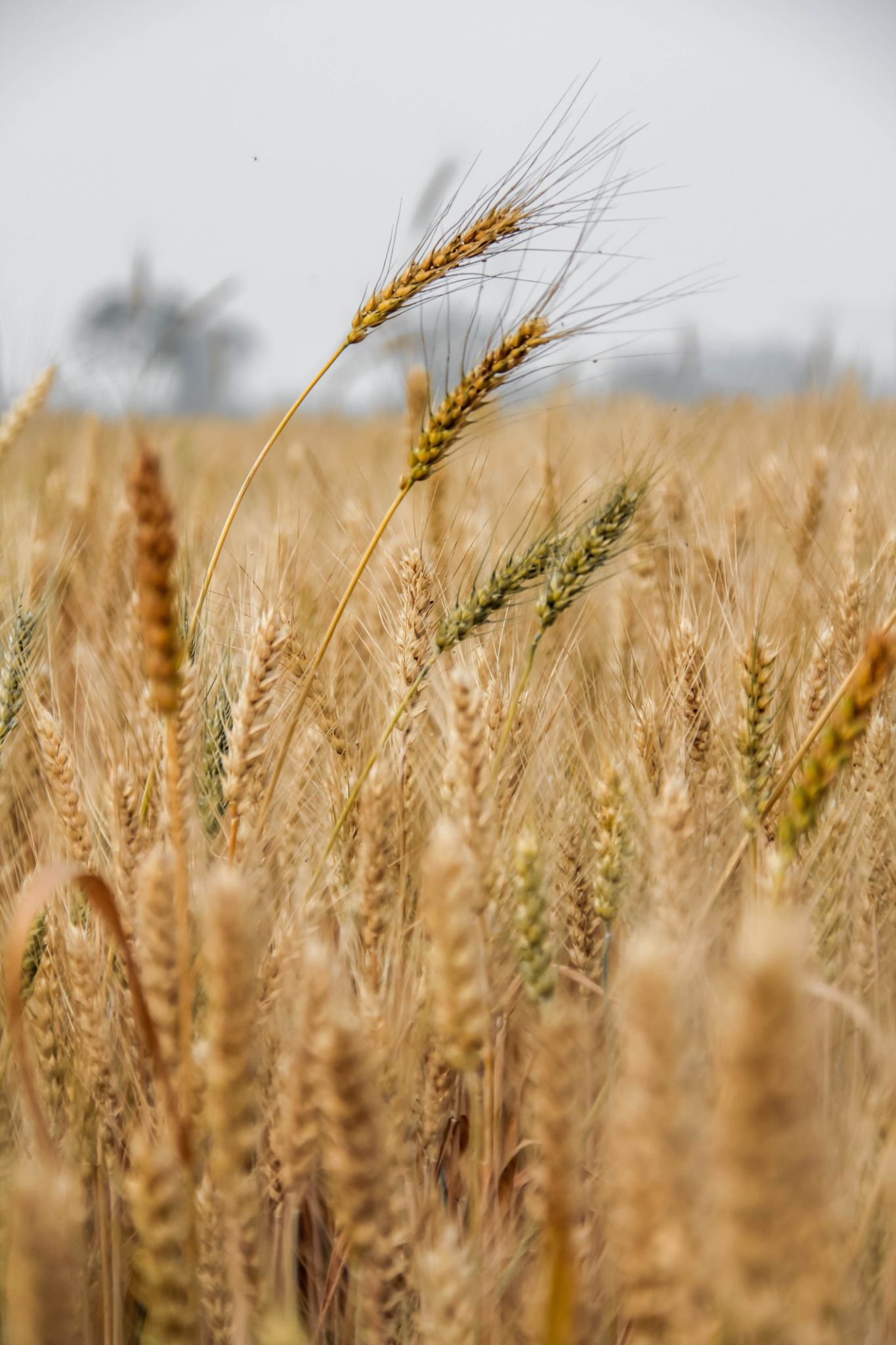 market research agriculture