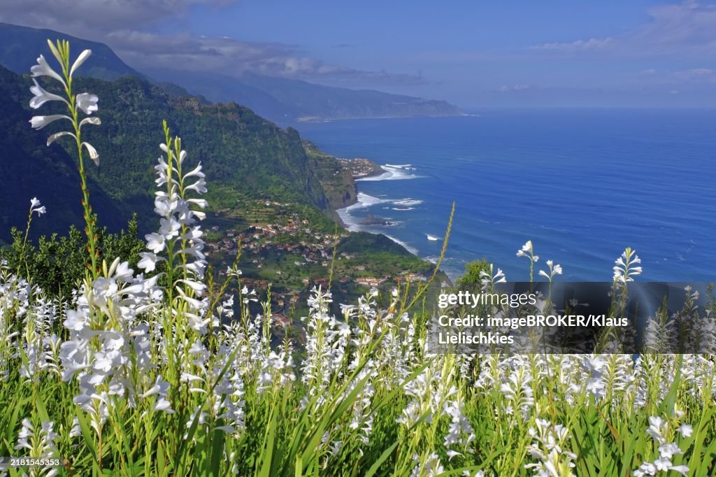 View from the viewpoint Miradouro da Beira da Quinta on Sao Jorge, White (Lilium Candidum) Lilies North Coast, Madeira Island, Atlantic Ocean, Coast
