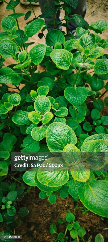 High angle view of plants growing on field