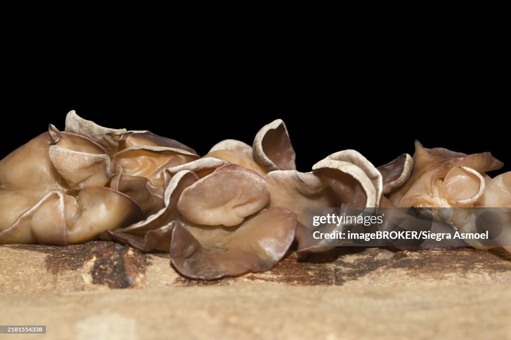 Auricularia auricula-judae (Hirneola auricula-judae) (Syn.: A. auricula) (A. sambucina), Mu Err mushroom, on a tree bark, studio shot against a black background