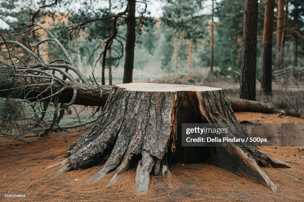 A large stump of a pine tree in a forest