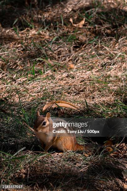 close-up of squirrel on field - tony liu stock pictures, royalty-free photos & images