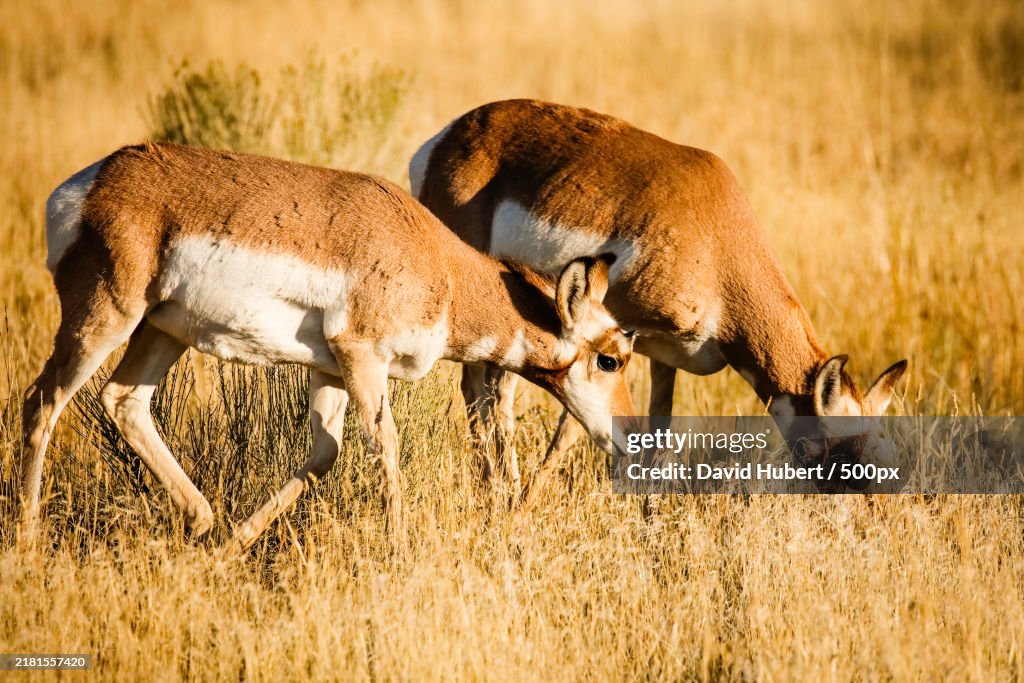 Side view of deer grazing on field,Yellowstone National Park,Wyoming,United States,USA