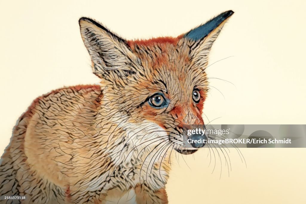 Red fox (Vulpes vulpes), animal portrait, young animal, 8 weeks, studio shot, abstract