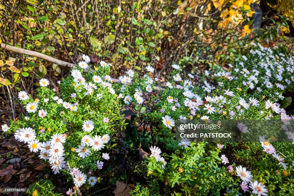 Tiny white Asters bloom in the autumn sun.