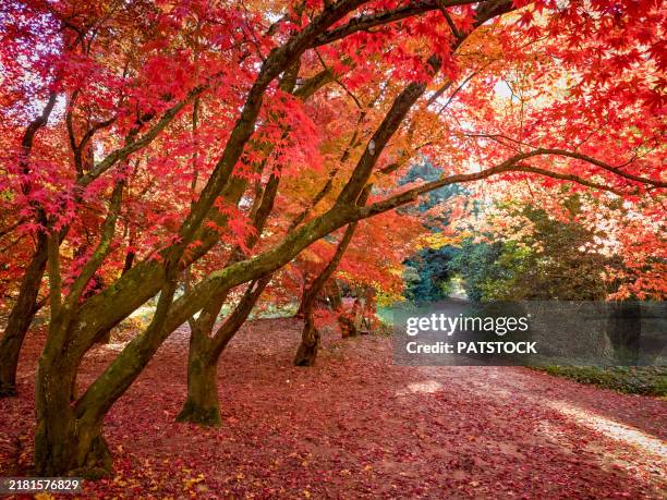 footpath winding through red and orange trees. - canopy stock pictures, royalty-free photos & images