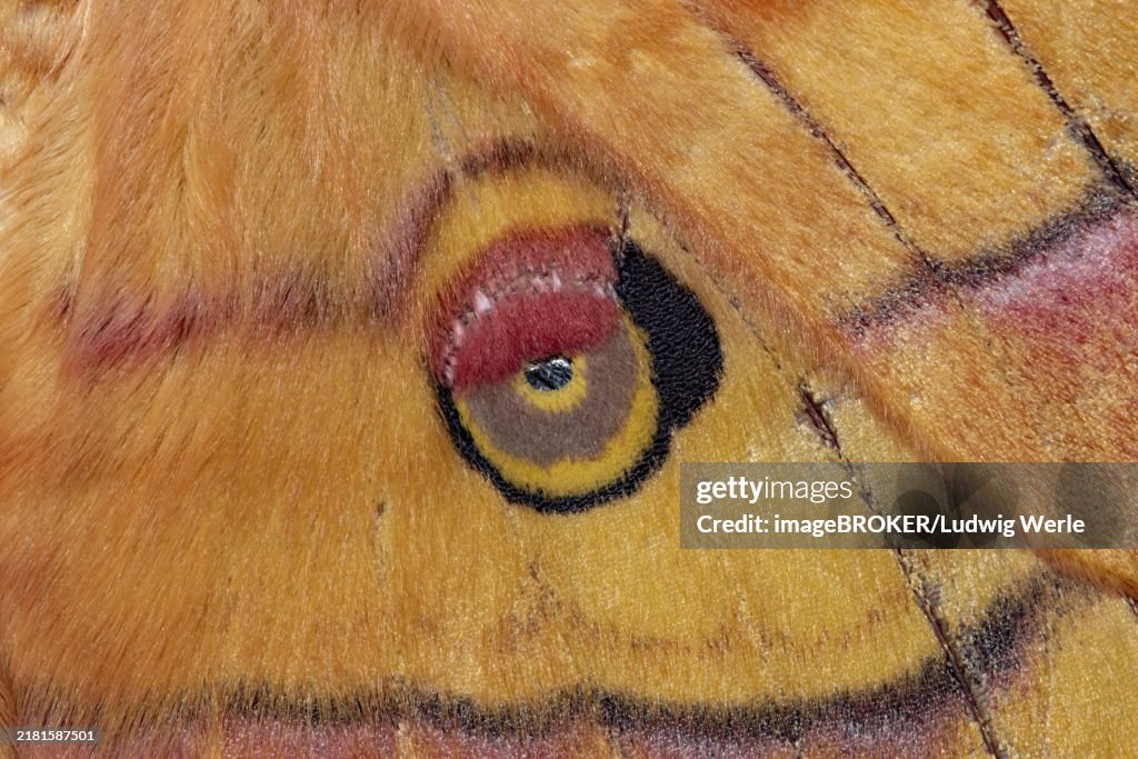 Japanese Oak Moth Moth Eye Spot in Wing