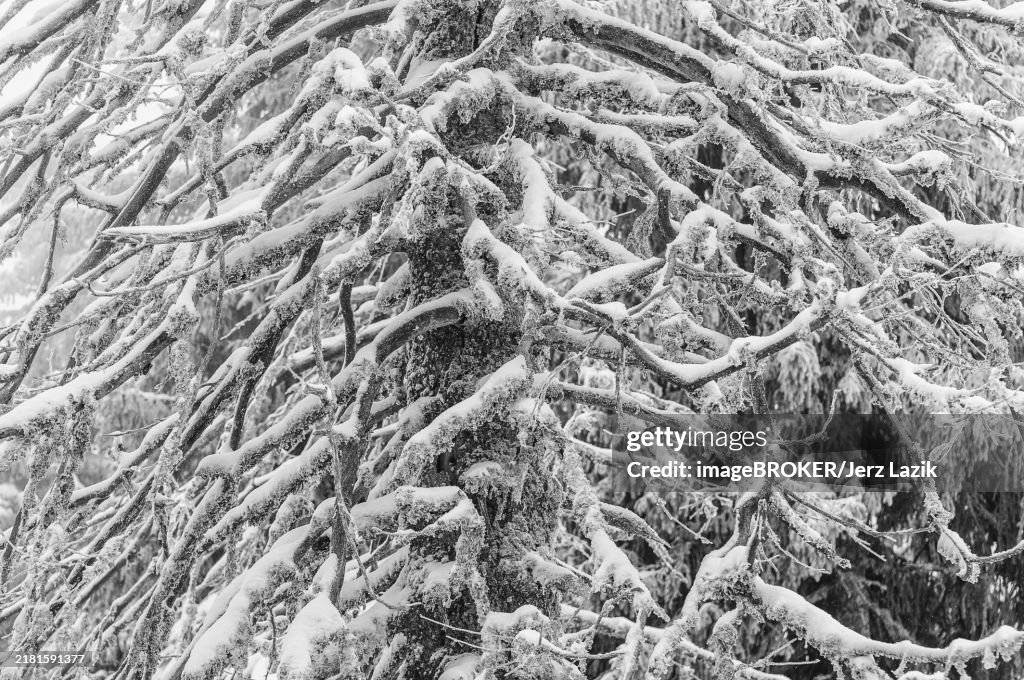 Frozen branches of an old spruce (Picea abies)