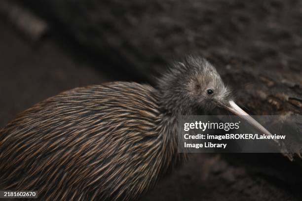 the north island brown kiwi, apteryx mantelli, is the most common kiwi, with about 35, 000 remaining, in the wild in new zealand. this bird holds the world record for laying the largest eggs relative to its body size - kiwivogel stock-fotos und bilder
