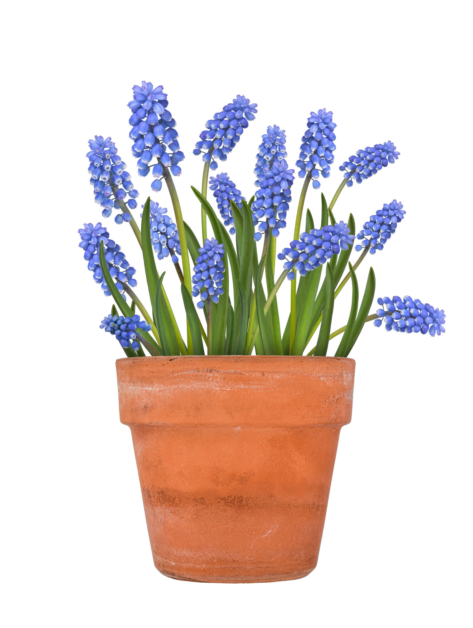 plant pots