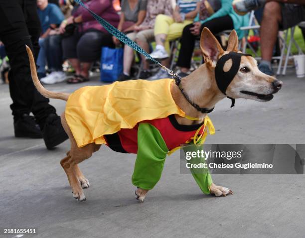 Dog dressed as Robin is seen during the Haute Dog Howl'oween Parade 2024 on October 27, 2024 in Long Beach, California.