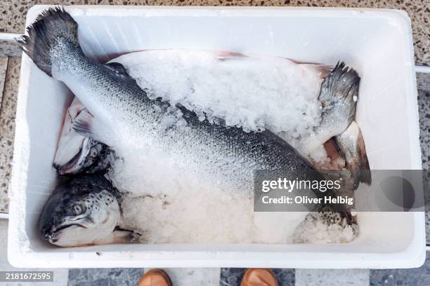 freshly delivered salmon on ice for the restaurant - frozen fish fillets stockfoto's en -beelden