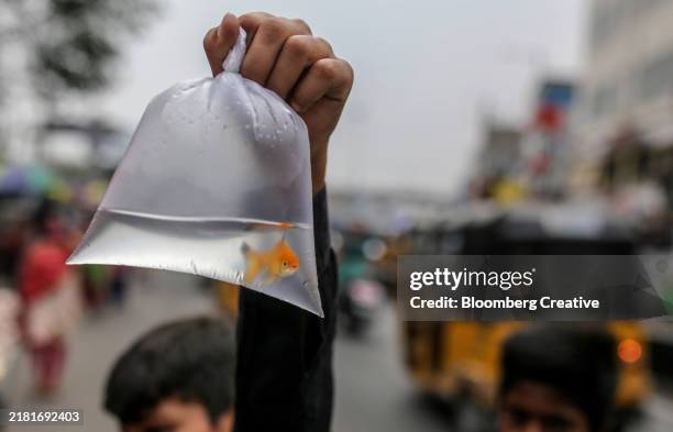 a goldfish in a plastic bag - sac en plastique photos et images de collection