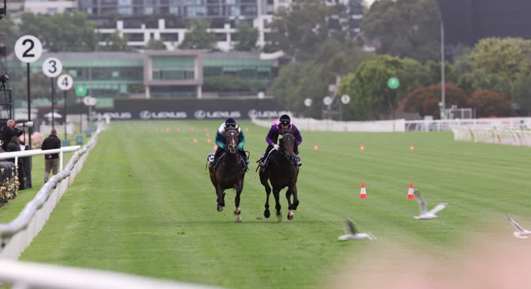 Melbourne Races Flash 45 Melbourne Cup Races Horses Stock Videos, Footage, & 4K Video Clips ...