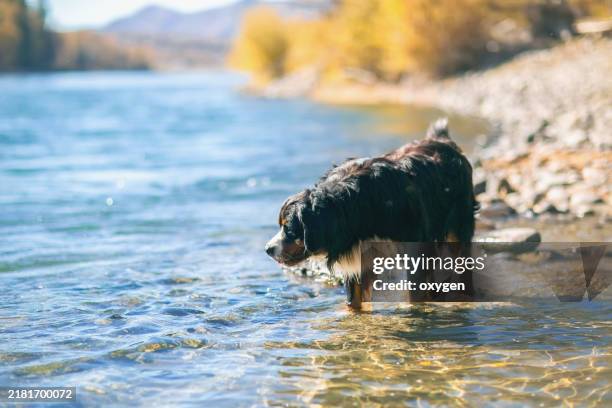 dog drinking from clear river on rocky shore. bernese mountain dog drinking water from a calm, clear river along a rocky shore, surrounded by autumn scenery and soft sunlight. - gebirgsbach stock-fotos und bilder
