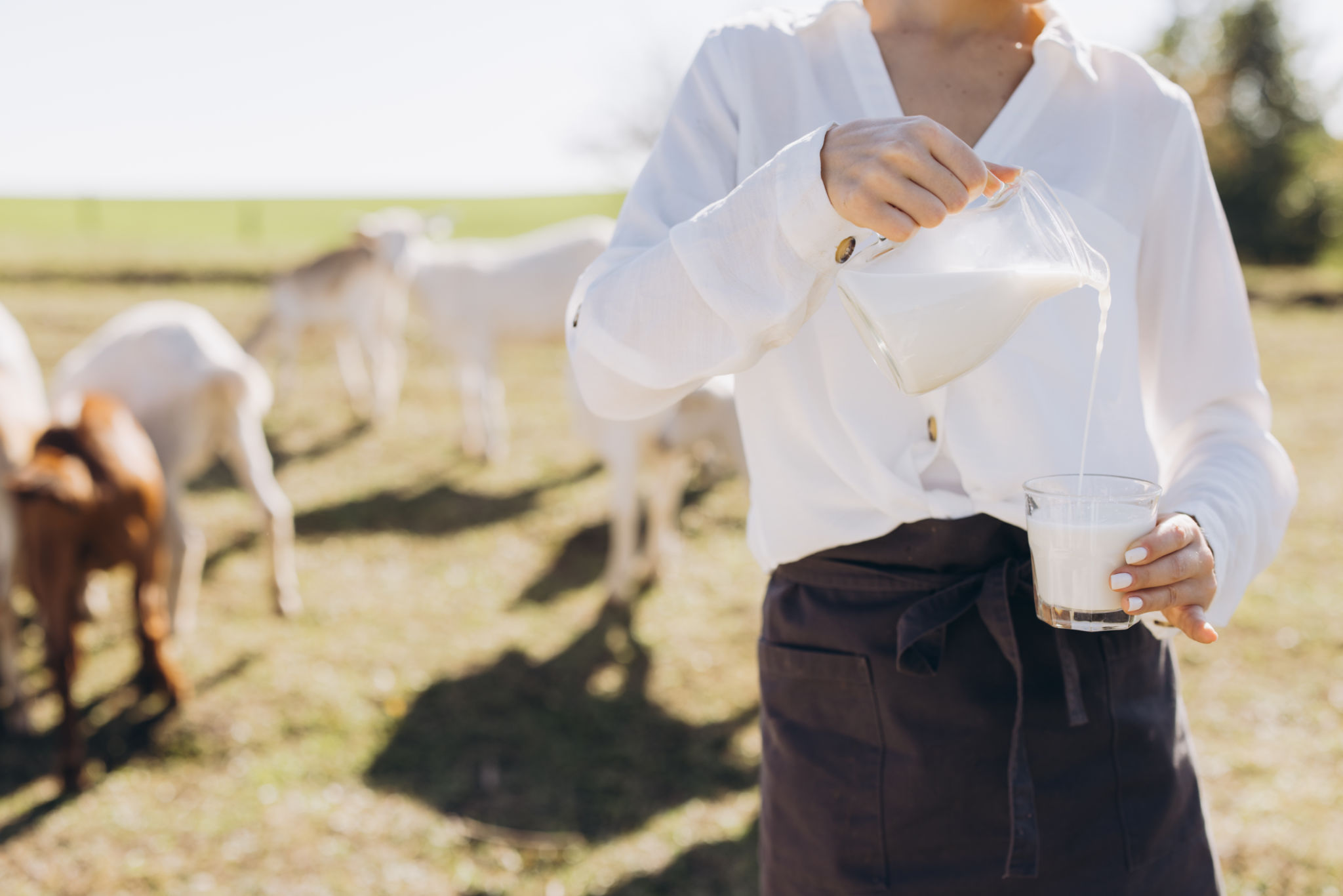 milk farm