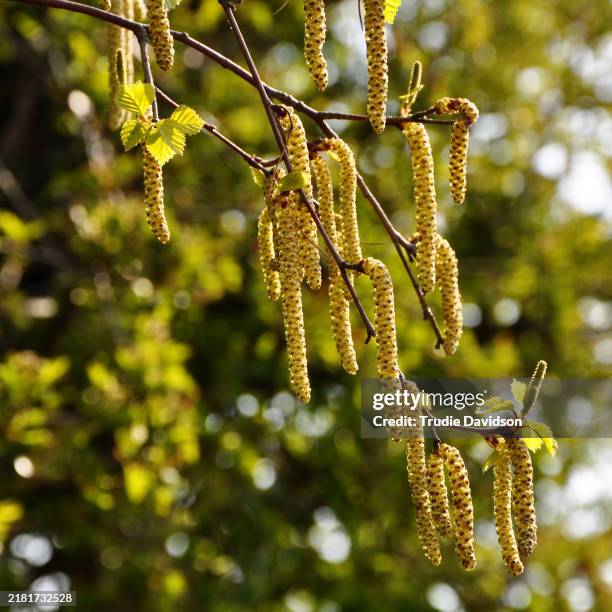catkins - birch tree stock pictures, royalty-free photos & images