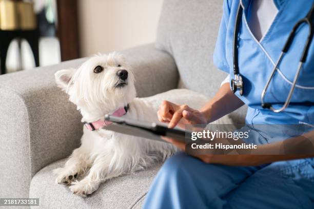 bellissimo cane che guarda il veterinario durante una chiamata a casa - prodotti per animali domestici foto e immagini stock