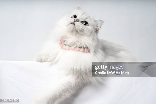 chinchilla cat on white background. - white-persian-cat stock pictures, royalty-free photos & images