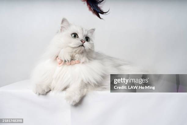 chinchilla cat on white background. - white-persian-cat stock pictures, royalty-free photos & images