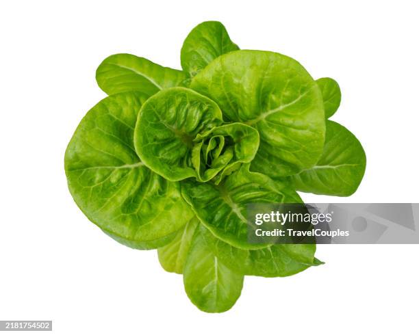 green butterhead lettuce isolated on white background. vegetable salad - green salad stock pictures, royalty-free photos & images