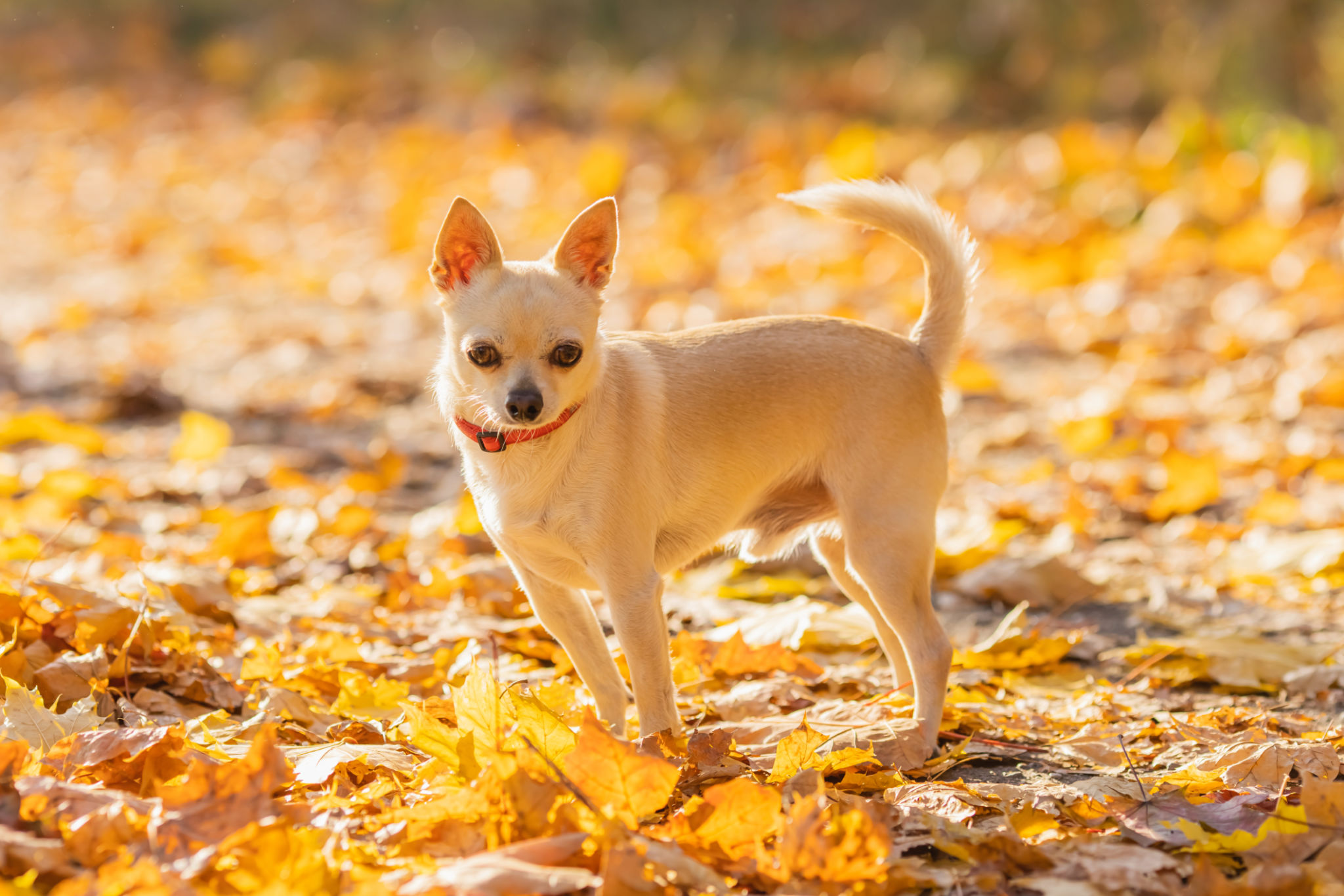 Chihuahua on autumn background. Chihuahua on autumn background.