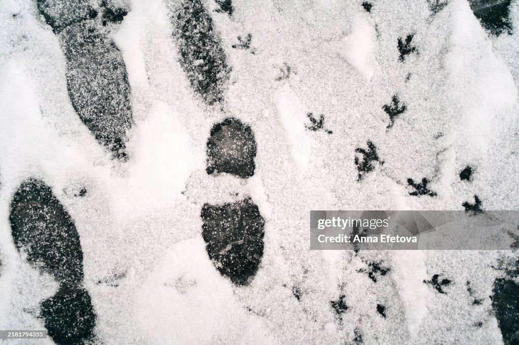 Many human and bird footprints in the fresh snow. Winter has come. Photography from above. Close-up