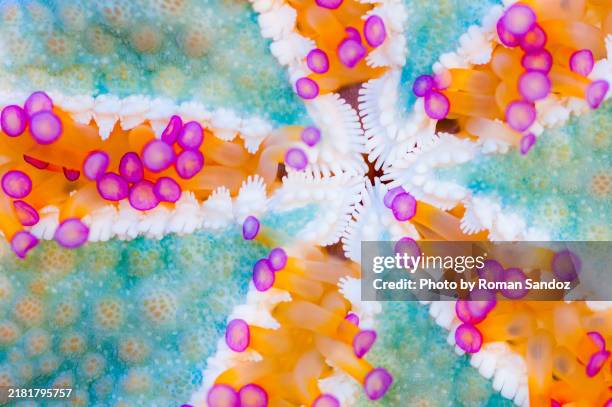 underside of a starfish - purple starfish stock pictures, royalty-free photos & images