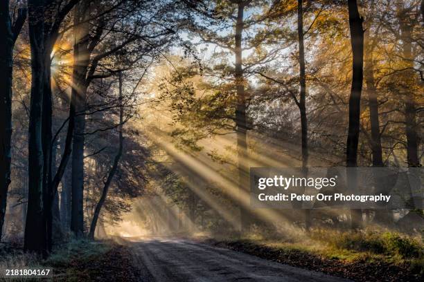 morning sunlight shining through forest trees - sunbeam stock pictures, royalty-free photos & images