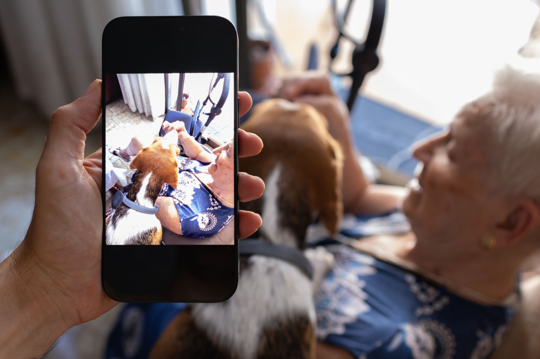 pet sitter communication