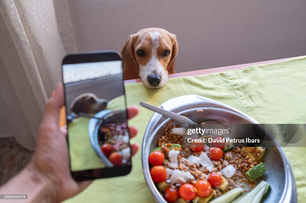 ペットシッターが携帯電話を握り、ビーグル犬が食べ物をねだる様子を撮影する視点。