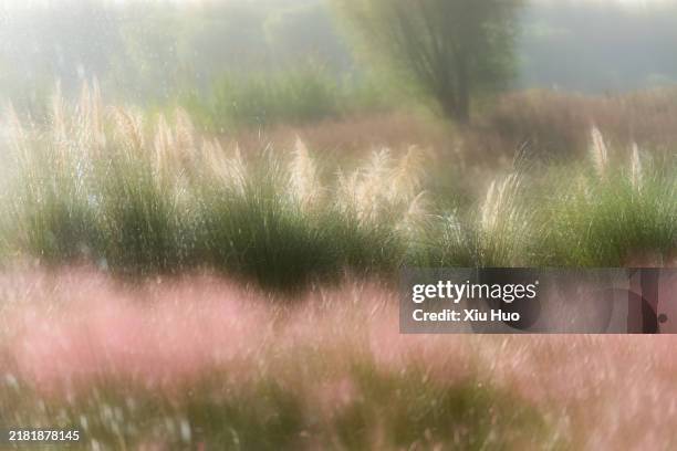 in the evening, the pink plants in the park are dreamy and scorched. - fine art painting stock pictures, royalty-free photos & images