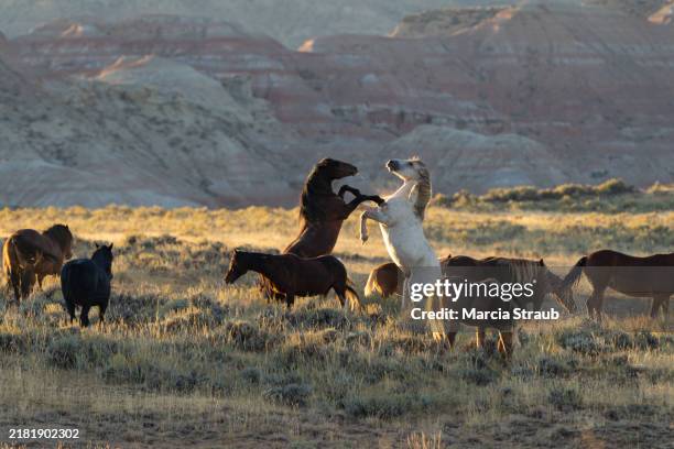 wild stallions rearing up to challenge - animal rampant stock pictures, royalty-free photos & images