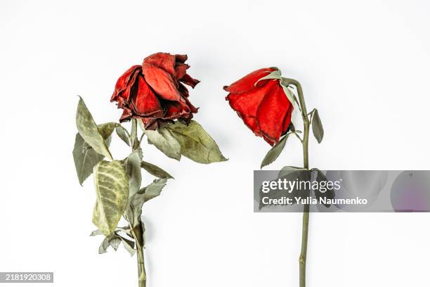 withered away red roses on a white background. - wilted plant stock pictures, royalty-free photos & images