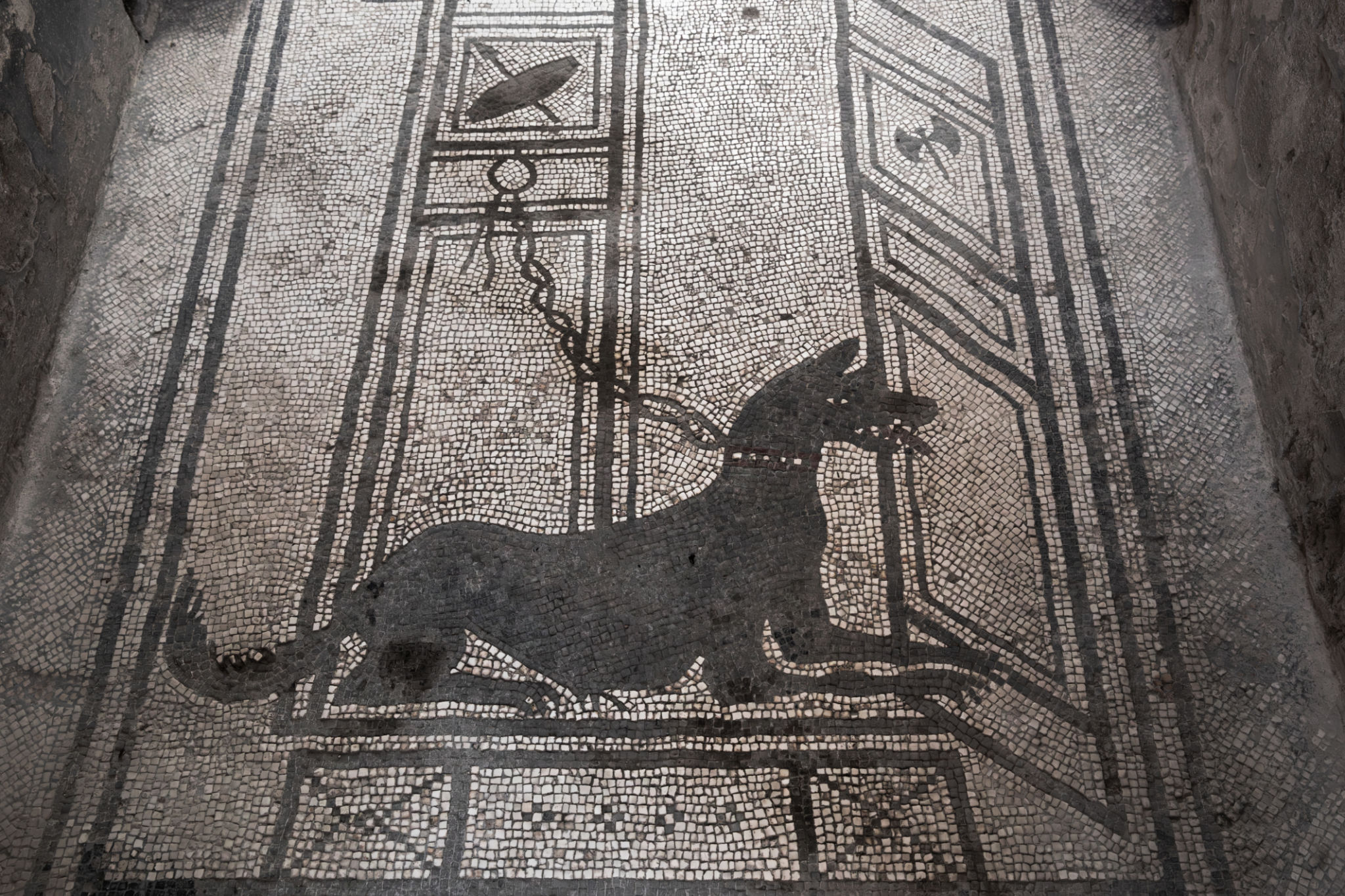dog history