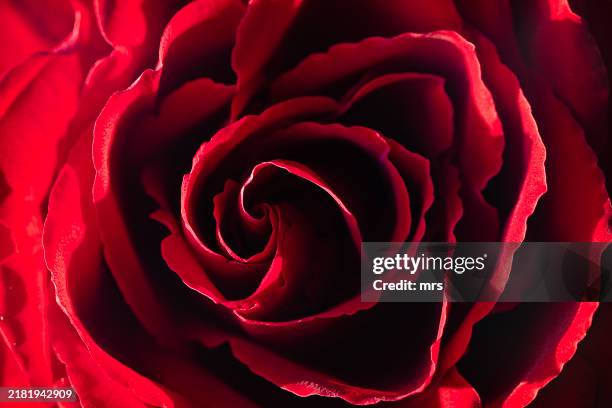 close up of a red rose - rosa foto e immagini stock