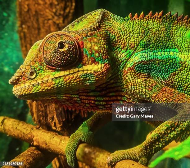 Lizard Tecter 360 Lizard Scale Texture Stock Photos, High-Res Pictures, and Images ...