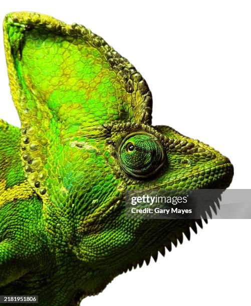 chameleon green face eye closeup isolated - lizard head stock pictures, royalty-free photos & images