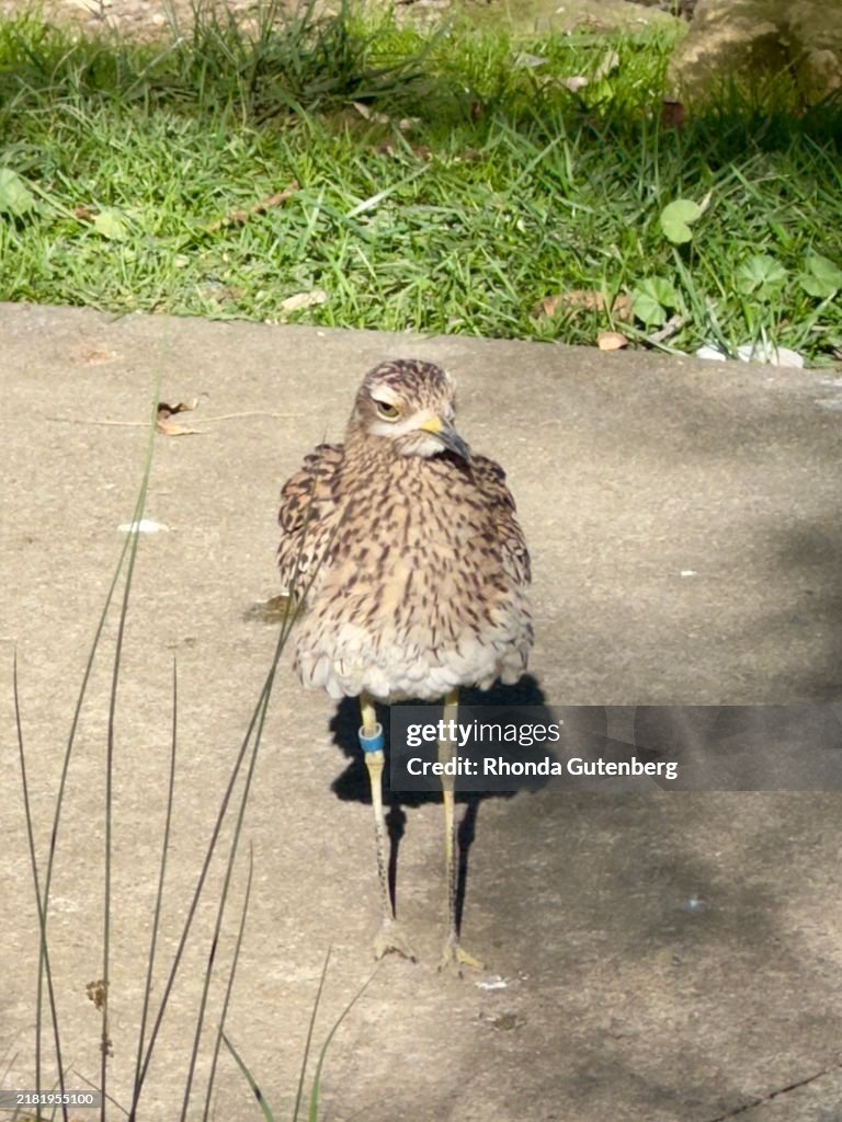 Burhinus standing