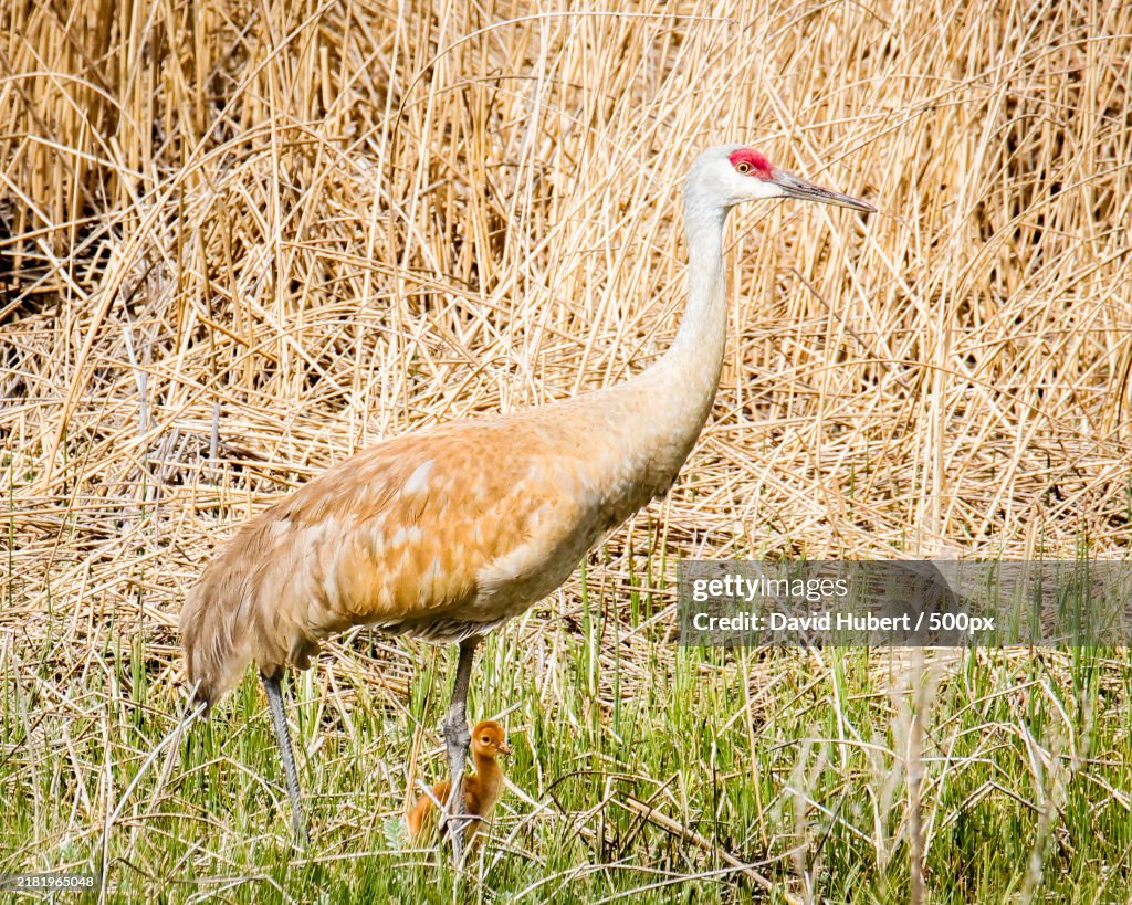 Close-up of crane perching on field,Yellowstone National Park,Wyoming,United States,USA