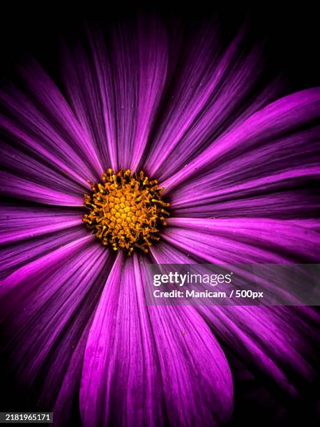 close-up of purple flower,portland,oregon,united states,usa - familia de la margarita fotografías e imágenes de stock