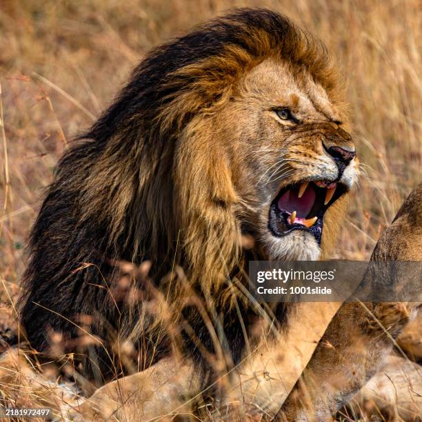 angry lion portrait in wild - roaring stock pictures, royalty-free photos & images