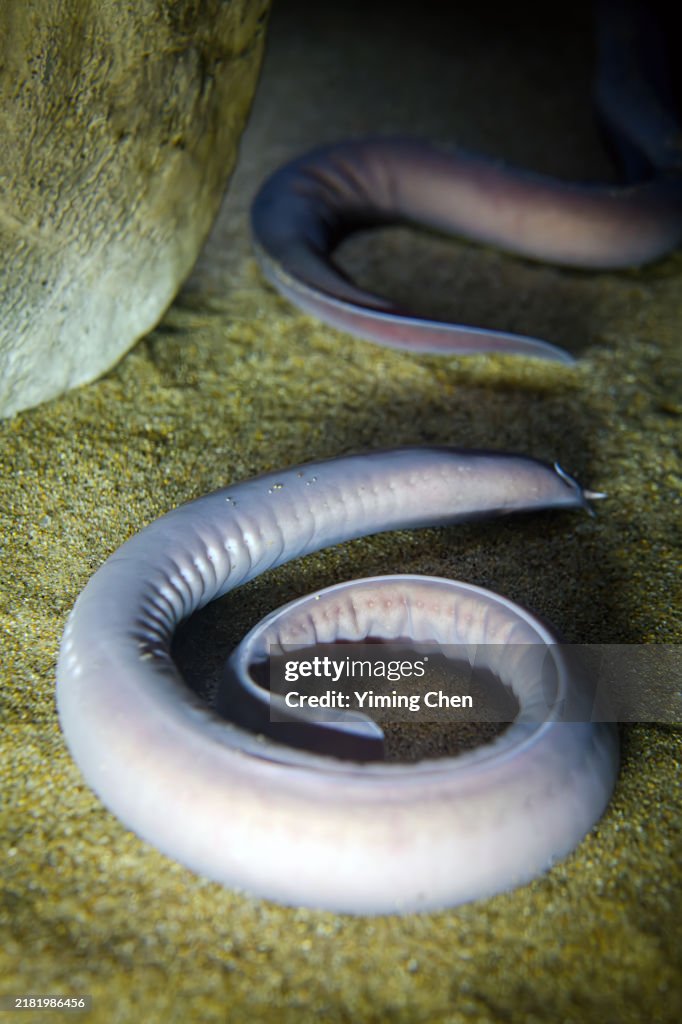 Pacific Hagfish (Eptatretus stoutii)