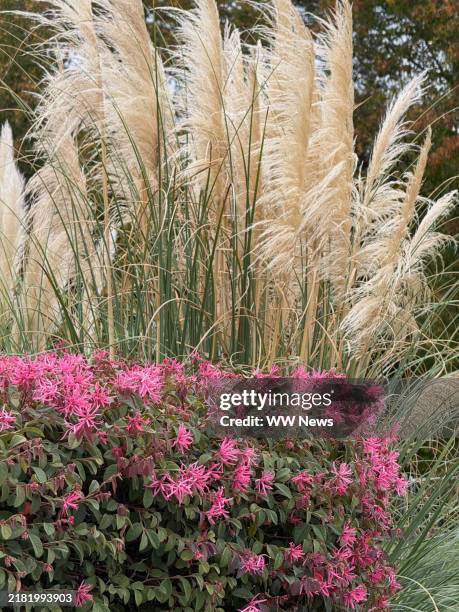 pampas grass and chinese fringe flower (loropetalum chinense, chinese witch hazel) in the autumn of 2024 in north georgia - pampas stock pictures, royalty-free photos & images