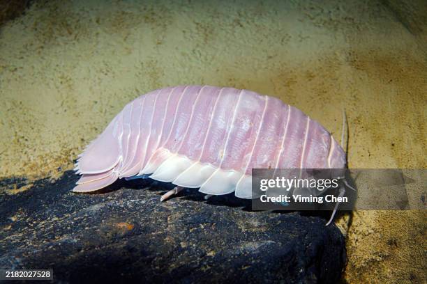 giant isopod (bathynomus giganteus) - giant isopod stock pictures, royalty-free photos & images